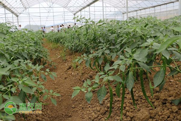 致富经辣椒种植技术_辣椒致富经_致富辣椒种植技术与管理