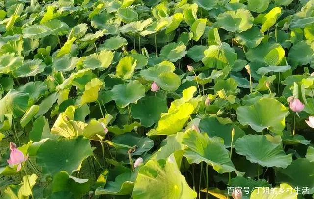 视频种植莲藕管理技术要点_莲藕种植技术视频全集_莲藕种植与管理技术视频