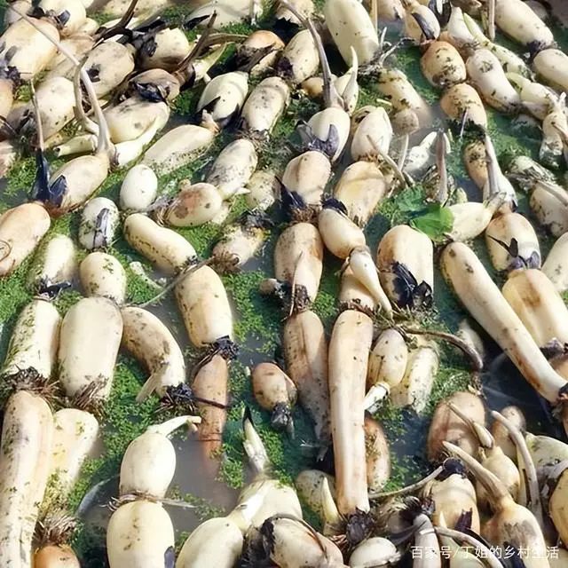 莲藕种植与管理技术视频_视频种植莲藕管理技术要点_莲藕种植技术视频全集