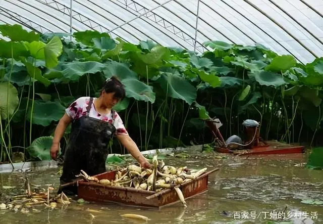 莲藕种植与管理技术视频_莲藕种植技术视频全集_视频种植莲藕管理技术要点
