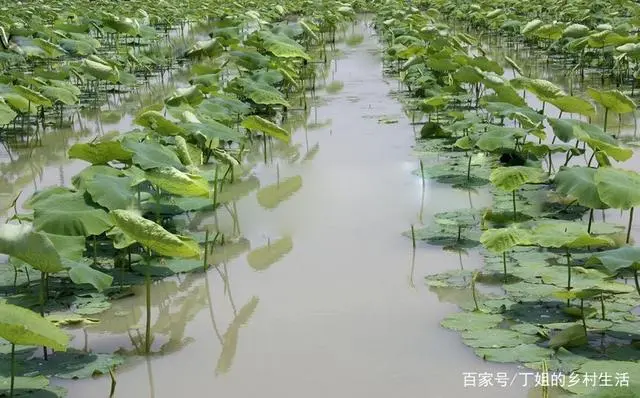视频种植莲藕管理技术要点_莲藕种植技术视频全集_莲藕种植与管理技术视频