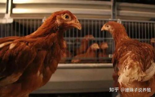 致富经养殖鸡视频_致富经养鸡案例_青年鸡养殖致富