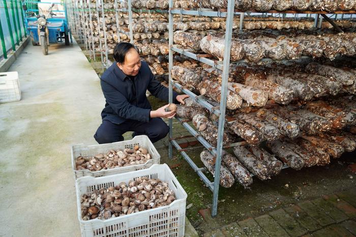 陕西汉中：小小食用菌撑起群众“致富伞”