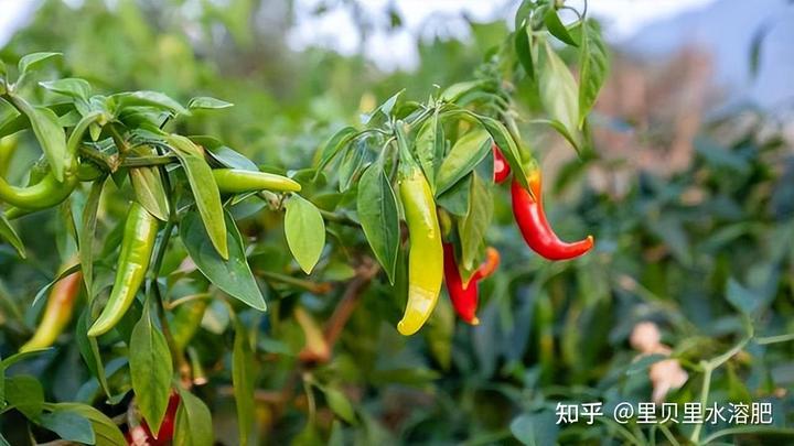 种植辣椒致富增收_辣椒致富经_辣椒种植大户的致富经