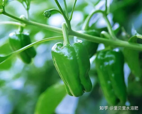 种植辣椒致富增收_辣椒致富经_辣椒种植大户的致富经