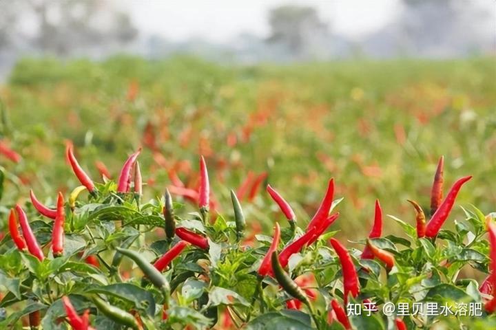 辣椒种植大户的致富经_种植辣椒致富增收_辣椒致富经