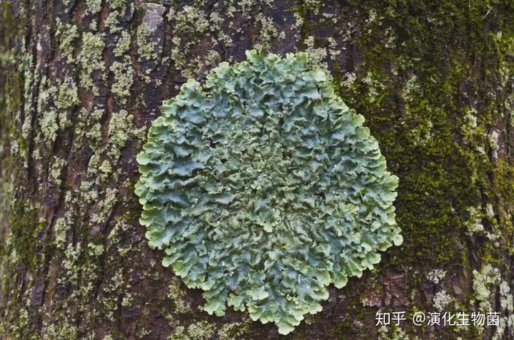 兰花致富经_养兰致富经_致富经养殖兰花