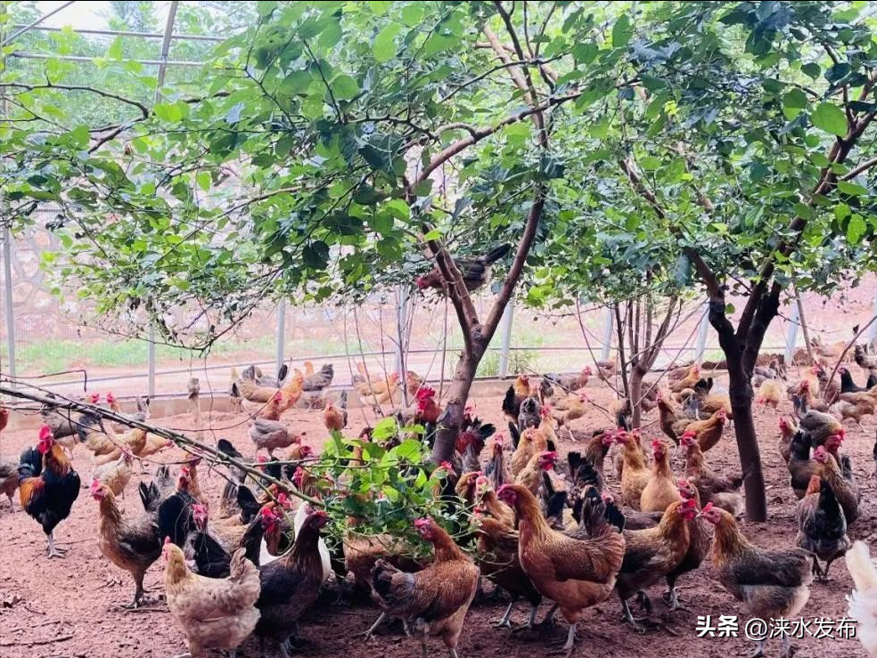 生态循环养殖模式，开辟涞水乡村致富路！