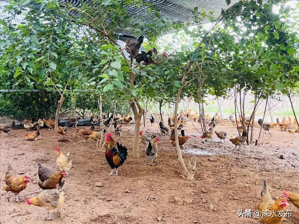生态养殖致富之路_致富养殖业_养殖致富经