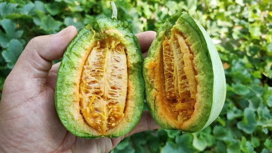 宁夏盐池青山乡：芝麻香瓜变致富“金瓜”
