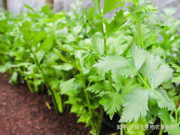芹菜生长期怎么施肥长势好？预防烂叶死苗怎么施肥能见效