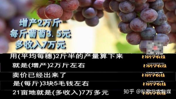致富种植葡萄红包怎么写_种植红葡萄致富_红葡萄苗多少钱一株价格