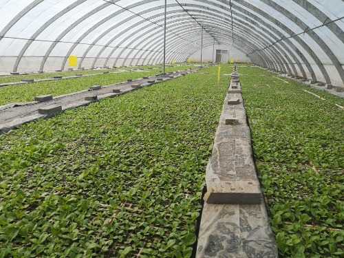 灵宝市苏村乡：烟叶移栽正酣时 致富希望悄开花