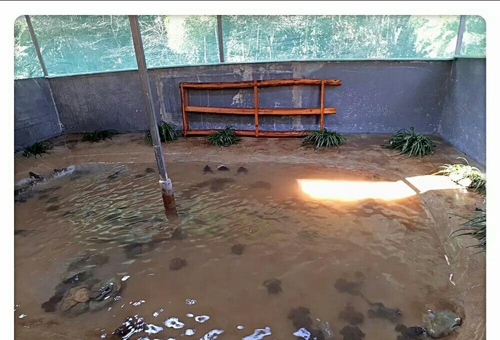 致富养殖石蛙视频_致富经石蛙养殖_致富养殖石蛙赚钱吗