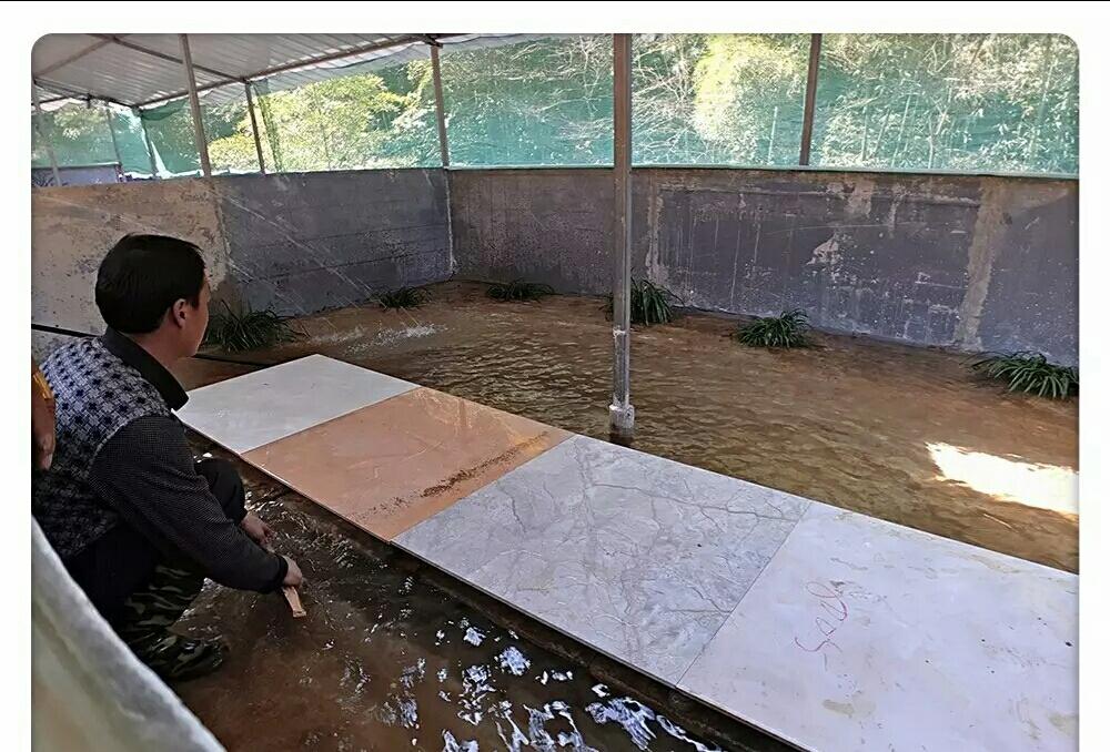 致富养殖石蛙视频_致富经石蛙养殖_致富养殖石蛙赚钱吗