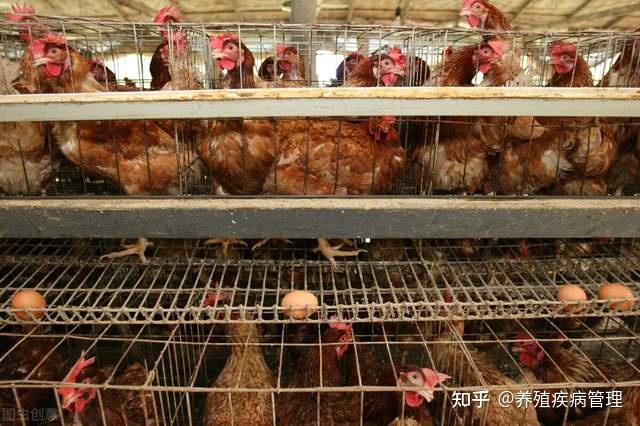 蛋鸡养殖技术：蛋鸡健康养殖技术发展策略