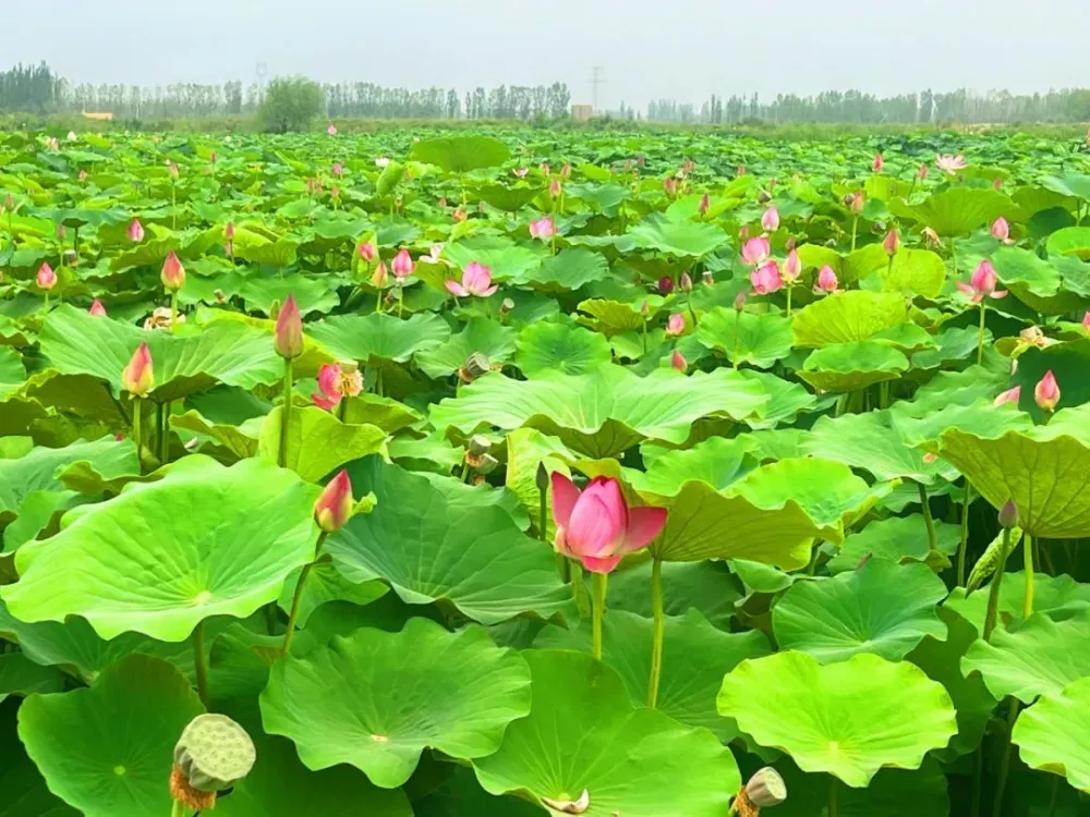 特色种植致富忙_致富种植视频全集_致富种植什么比较赚大钱