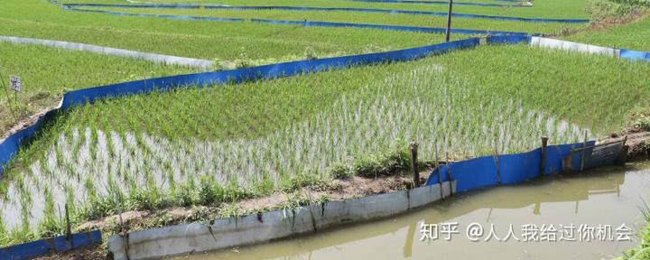 养殖稻田泥鳅技术里面是什么_养殖稻田泥鳅技术里有什么_稻田里养殖泥鳅的技术