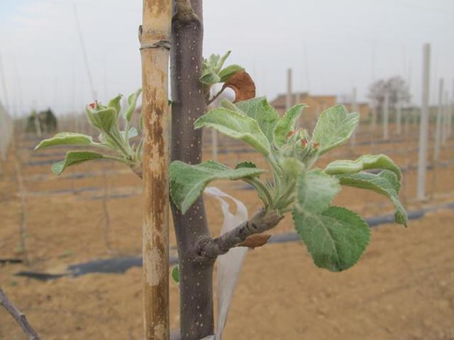 冬苹果种植技术_冬天苹果种子育苗步骤_冬季栽苹果树成活怎样