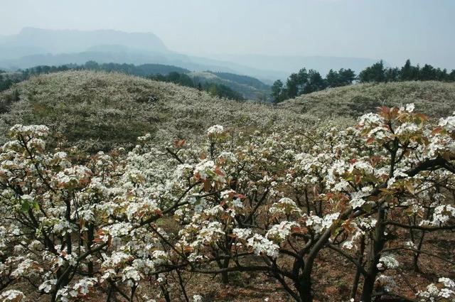种植梨树技术新闻稿件_种植梨树技术新闻报道_梨树种植新技术
