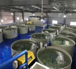 草鱼高密度养殖技术视频-标清_草鱼的高密度养殖_高密度草鱼养殖技术