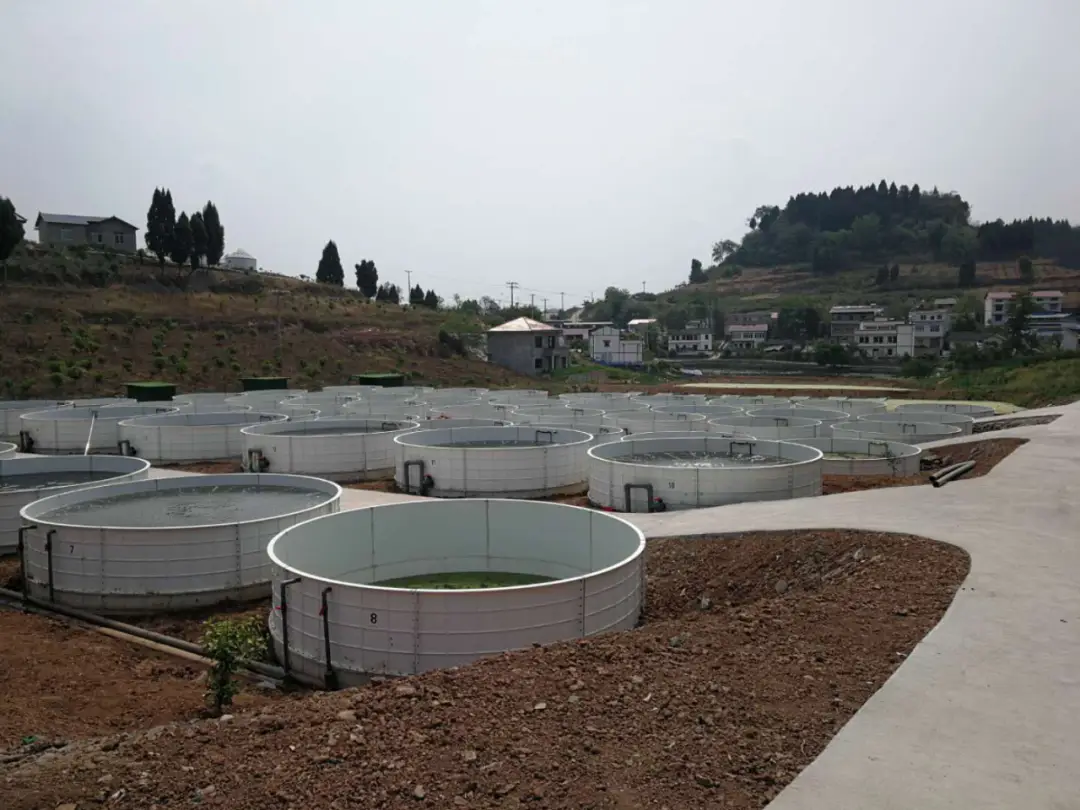 草鱼的高密度养殖_高密度草鱼养殖技术_草鱼高密度养殖技术视频-标清