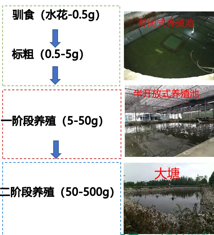草鱼高密度养殖技术视频-标清_高密度草鱼养殖技术_草鱼的高密度养殖