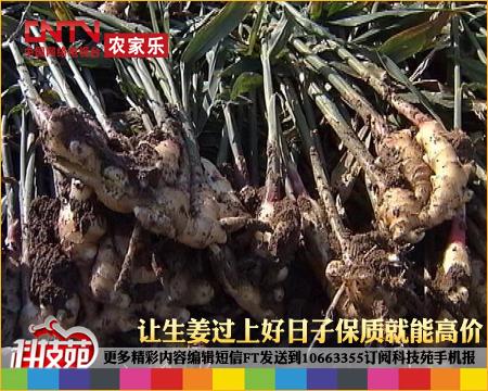 山西大姜种植_山西生姜种植致富_山区生姜种植技术