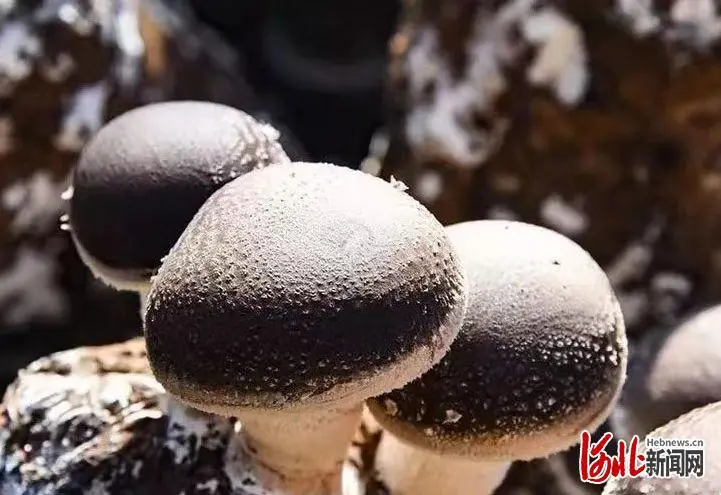 致富种植食用菌怎么样_致富种植食用菌有哪些_食用菌种植致富