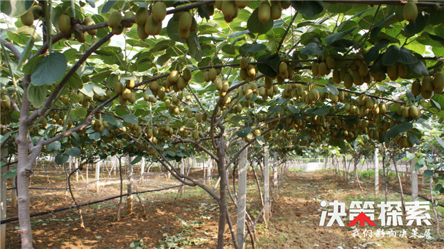 农村致富养殖信息_养殖致富经_西峡养殖致富