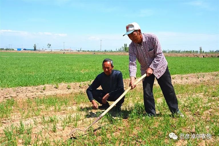 绿色种植铺就农民致富路 ——来自杭后的报道