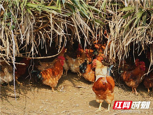 致富养殖土鸡带来的好处_土鸡养殖致富经2019年全集_土鸡养殖带致富