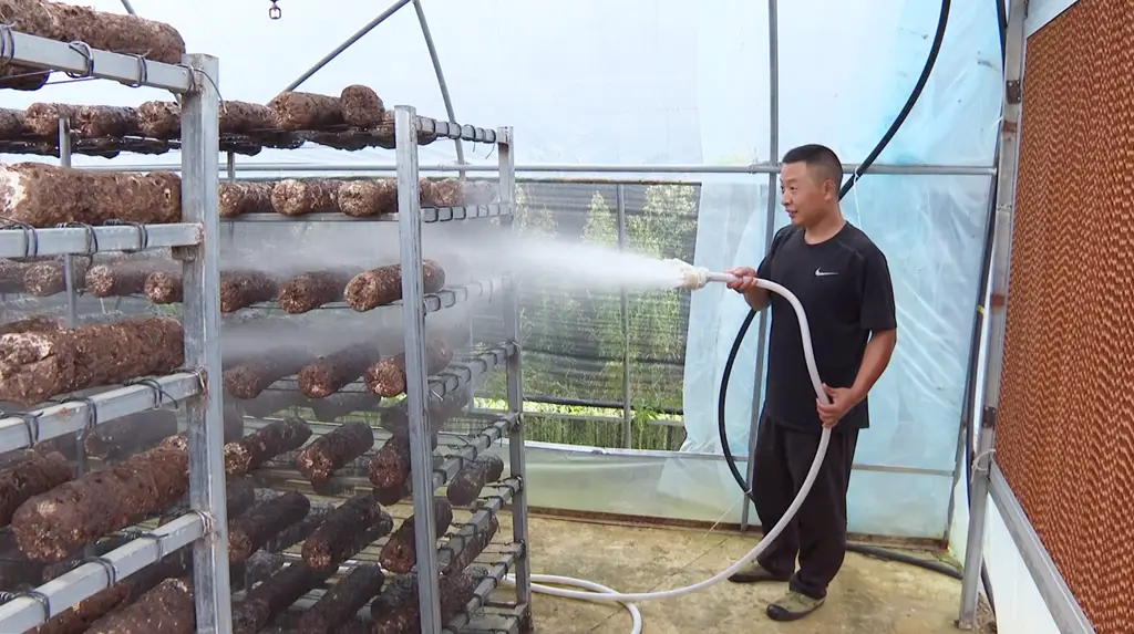 致富种植食用菌怎么样_食用菌种植致富_种植食用菌赚钱吗