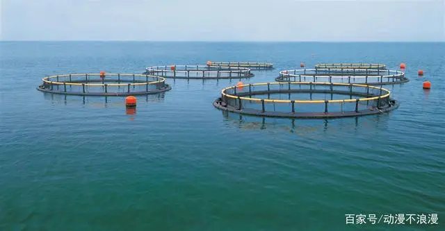 养殖泥鳅中华技术怎么样_中华泥鳅养殖技术_养殖泥鳅中华技术有哪些