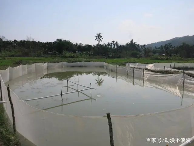 养殖泥鳅中华技术有哪些_养殖泥鳅中华技术怎么样_中华泥鳅养殖技术