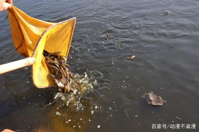 养殖泥鳅中华技术怎么样_中华泥鳅养殖技术_养殖泥鳅中华技术有哪些