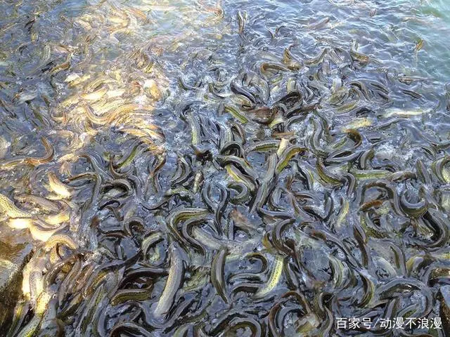 养殖泥鳅中华技术怎么样_养殖泥鳅中华技术有哪些_中华泥鳅养殖技术