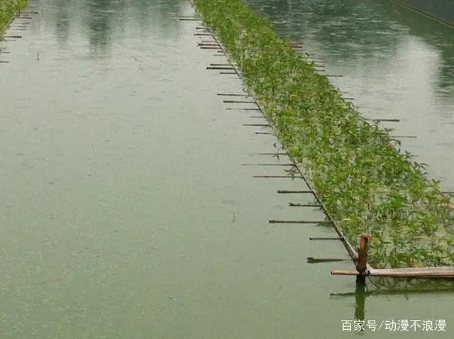 养殖泥鳅中华技术怎么样_中华泥鳅养殖技术_养殖泥鳅中华技术有哪些