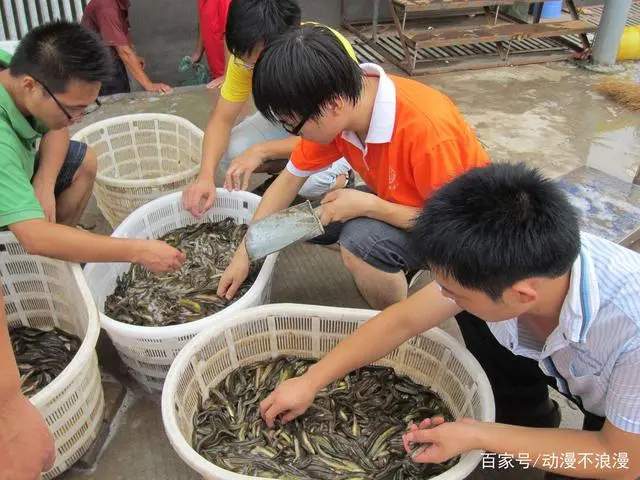养殖泥鳅中华技术有哪些_养殖泥鳅中华技术怎么样_中华泥鳅养殖技术