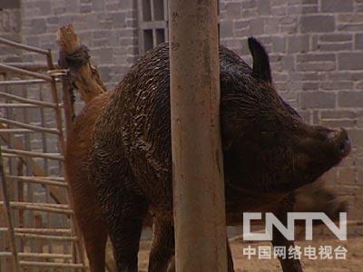 致富经野猪配家猪_致富经钱文国养野猪视频_野猪致富经