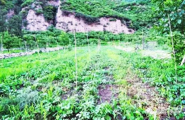 致富种植视频全集_洋姑娘种植致富_致富经种养结合视频