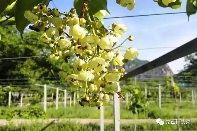 洋姑娘种植致富_致富经种养结合视频_致富种植视频全集