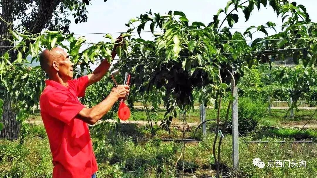 致富种植视频全集_致富经种养结合视频_洋姑娘种植致富
