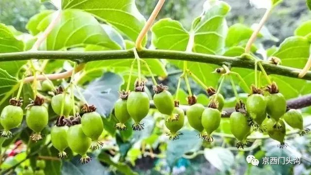 致富经种养结合视频_致富种植视频全集_洋姑娘种植致富