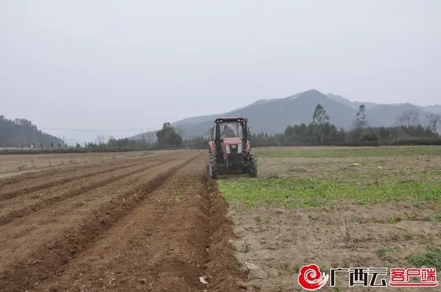 广西农村种植业致富项目_广西种植致富机器_广西种植什么赚钱