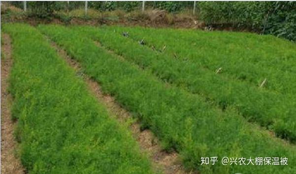 种植黄莲技术视频_黄莲种植技术_黄莲栽培要点