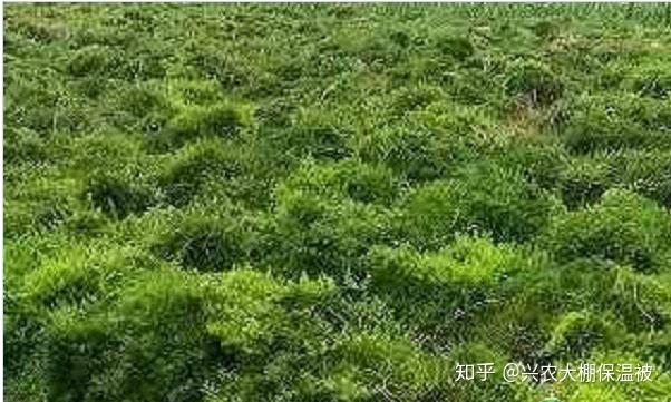 种植黄莲技术视频_黄莲种植技术_黄莲栽培要点