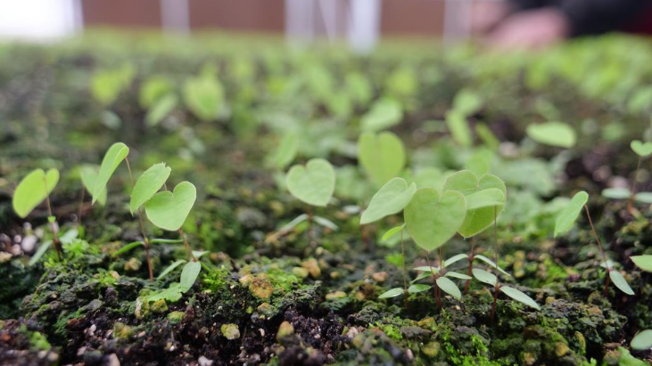 民和镇：药材种植管护忙 致富路上“药”飘香