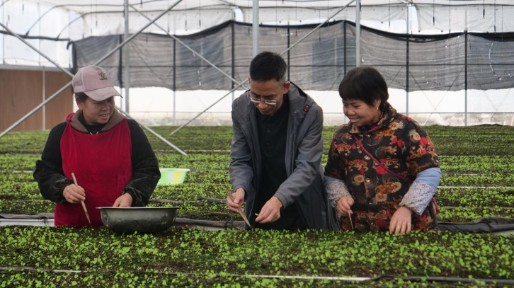 农民今年种植啥药材致富_农村种植药材致富项目_药材种植致富项目
