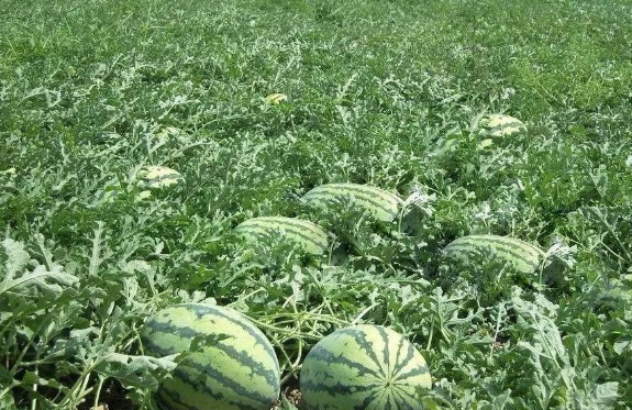 西瓜小兰种植技术视频_西瓜小兰种植技术要点_小兰西瓜种植技术